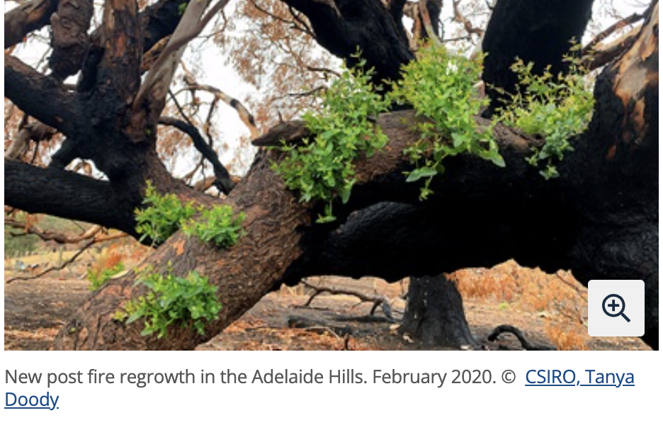 Preparing Australia for Bushfires